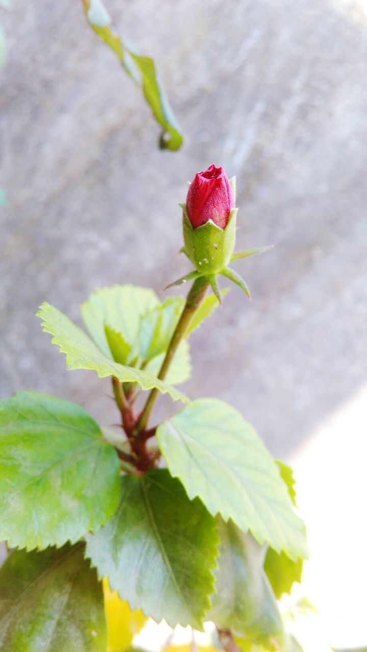 CLOSE-UP OF PINK FLOWERS BLOOMING