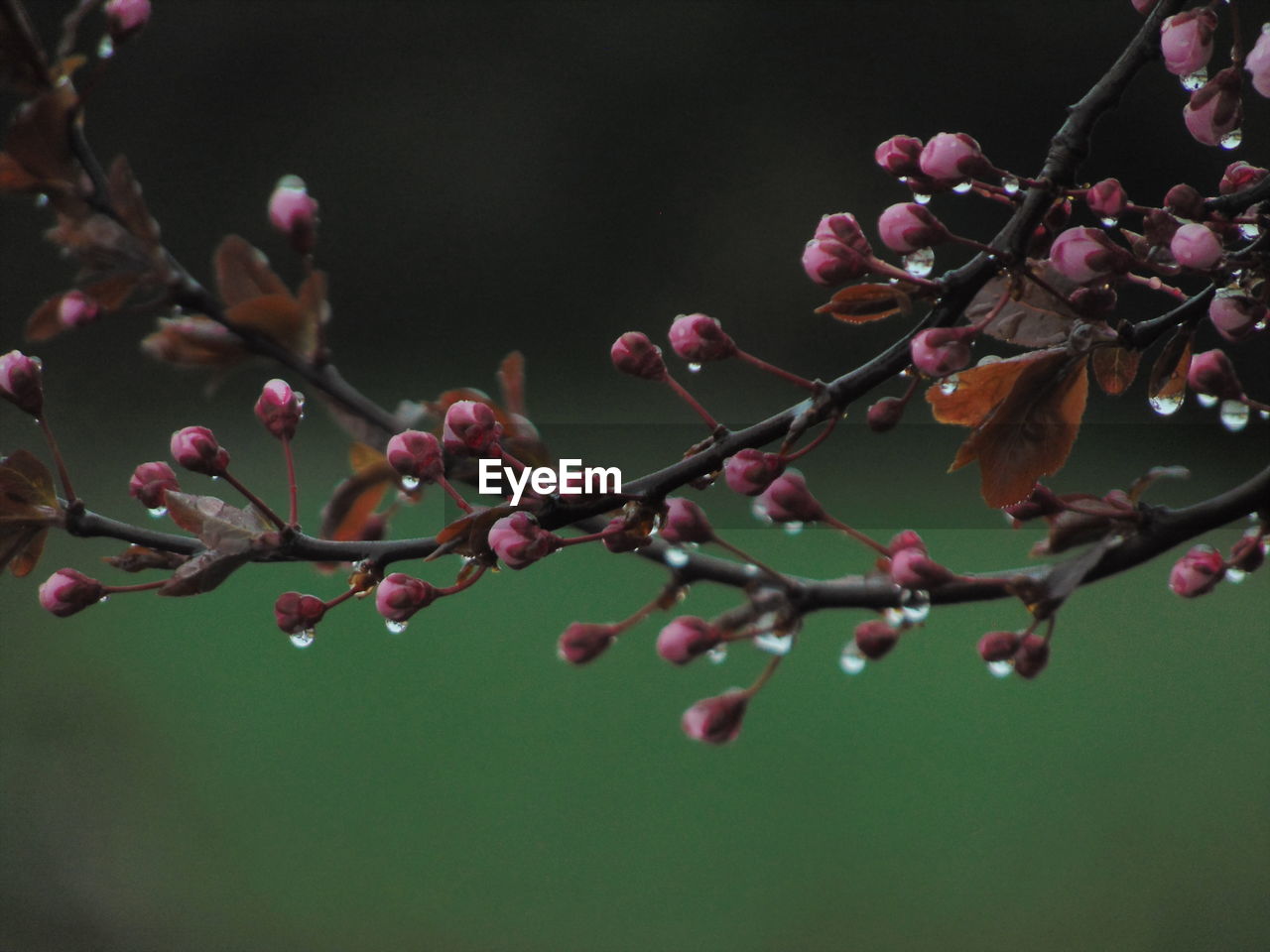 plant, blossom, branch, leaf, macro photography, tree, close-up, nature, freshness, flower, growth, fruit, beauty in nature, food and drink, no people, twig, flowering plant, spring, produce, pink, food, healthy eating, plant stem, petal, focus on foreground, outdoors, fragility, berry, springtime, day, bud, shrub