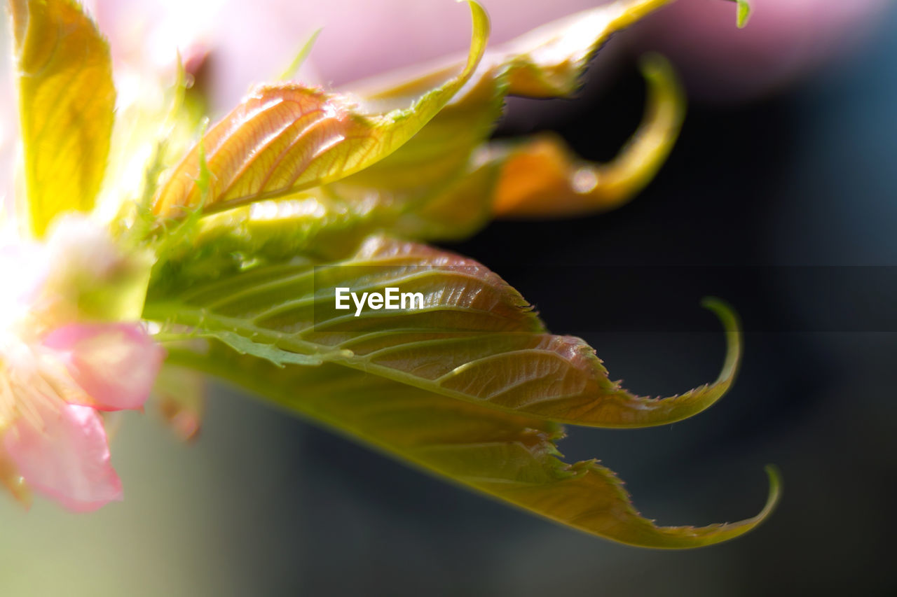 Close-up of cherryblossom and leaf