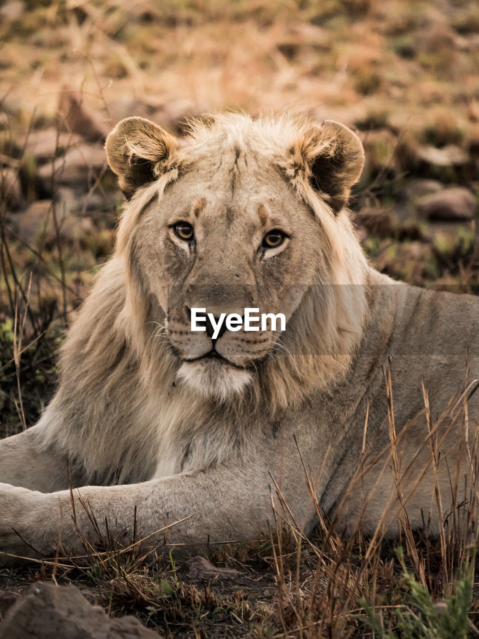 Portrait of lion relaxing on field