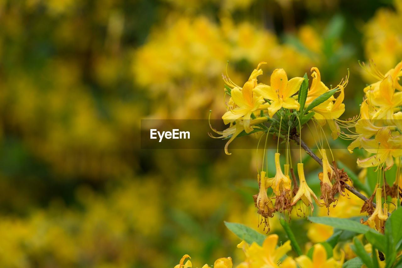 CLOSE-UP OF YELLOW FLOWERING PLANT