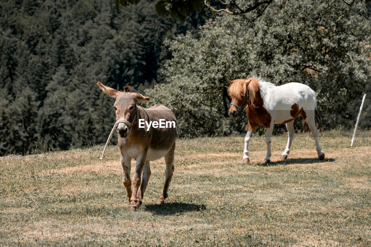 Pony and donkey running on a pasture.