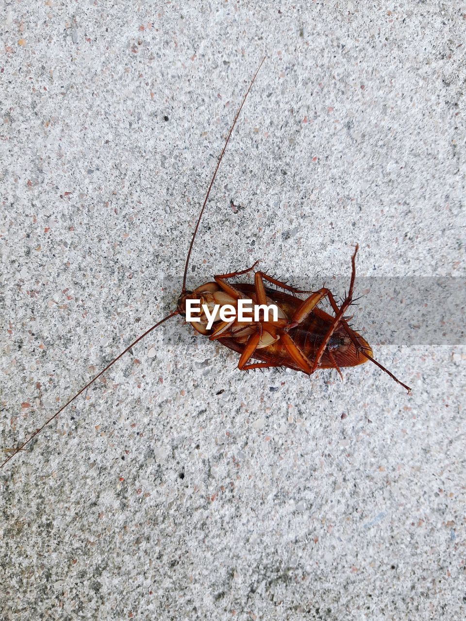 High angle view of dry leaf