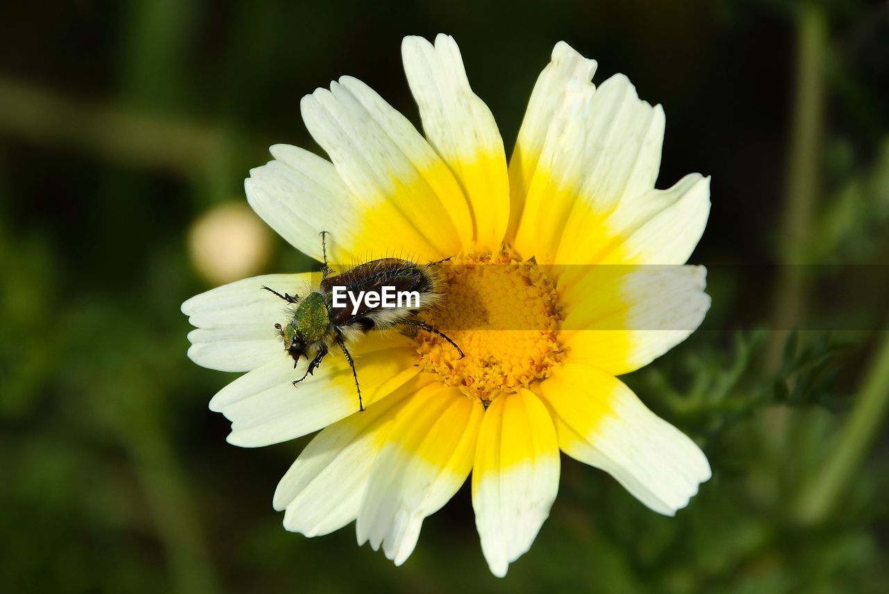 Close-up of bug on yellow flower