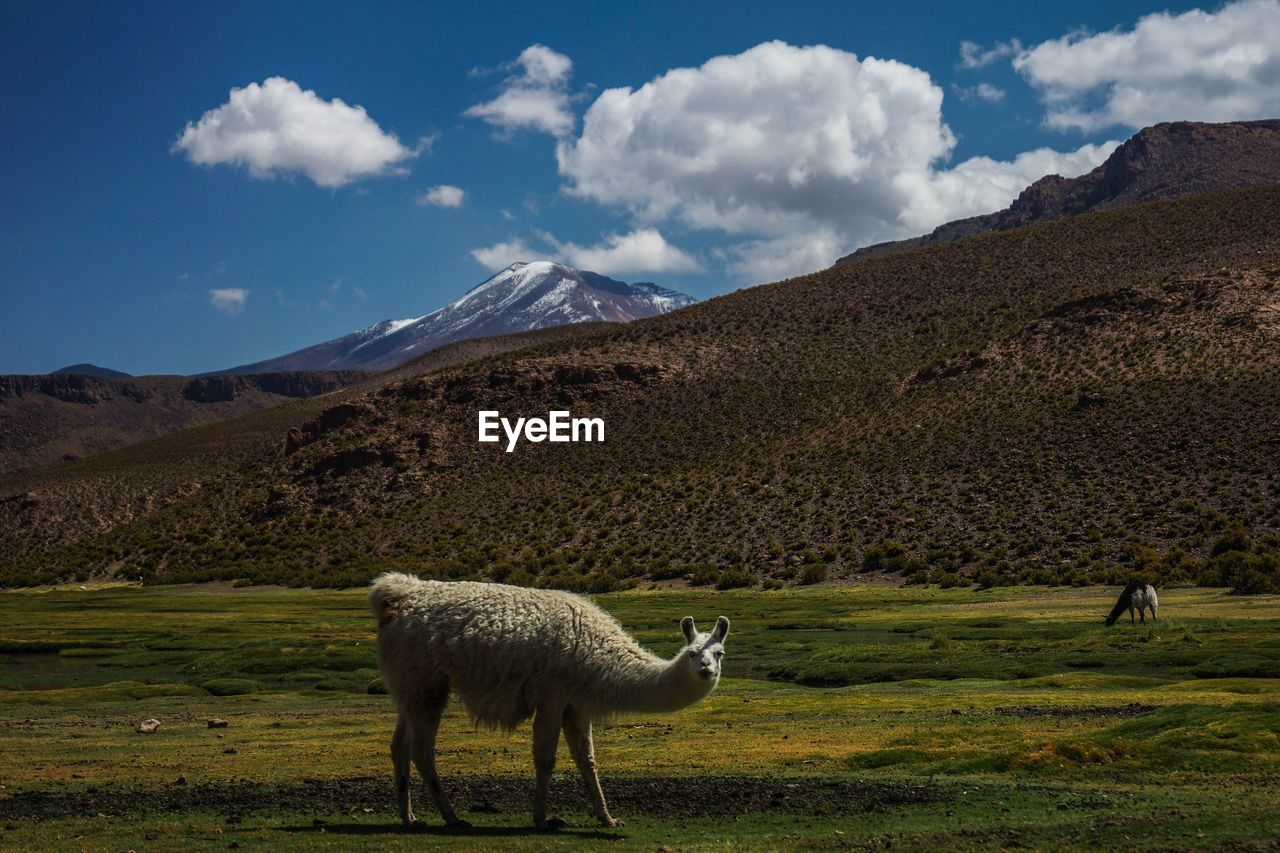 SHEEP GRAZING ON FIELD