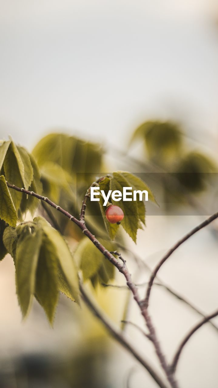 Close-up of fruit growing on tree