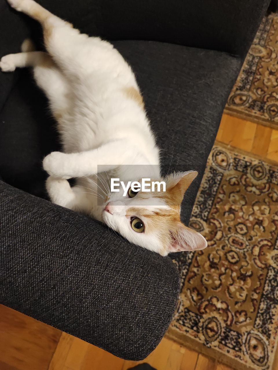 Pets Domestic Cat Looking At Camera Portrait High Angle View Close-up Cat