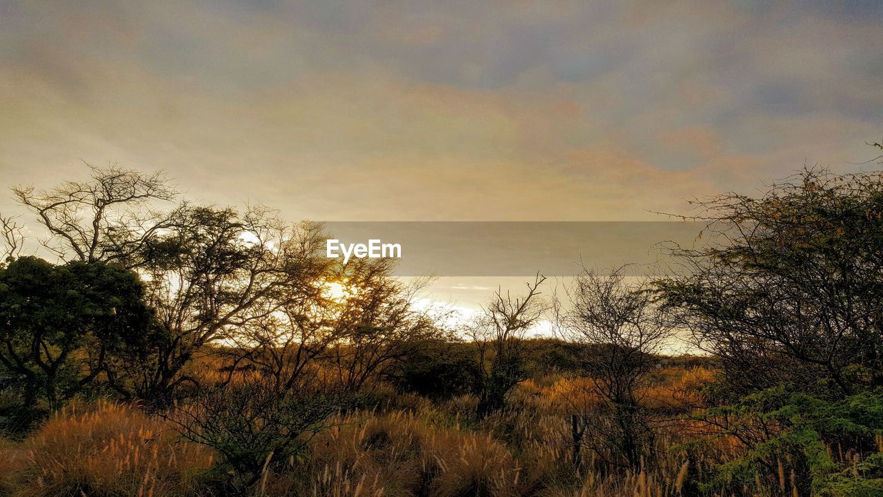 Bare trees against sky at sunset