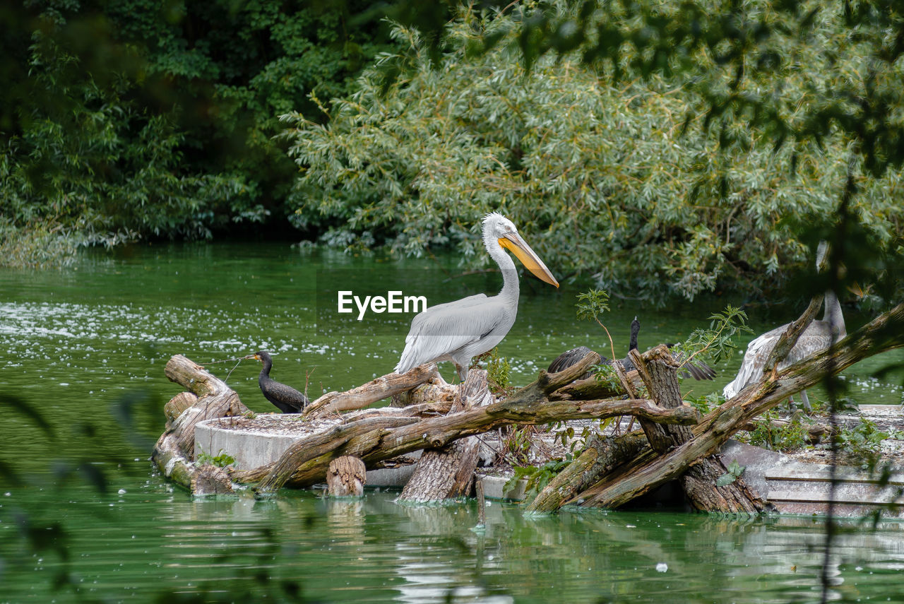 BIRDS PERCHING ON DRIFTWOOD BY LAKE