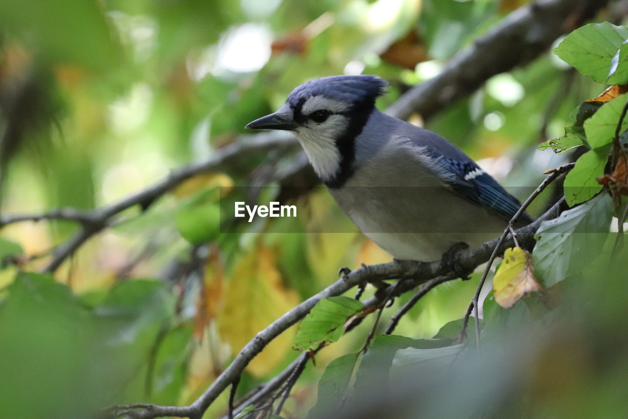 CLOSE-UP OF BIRD PERCHING ON A BRANCH