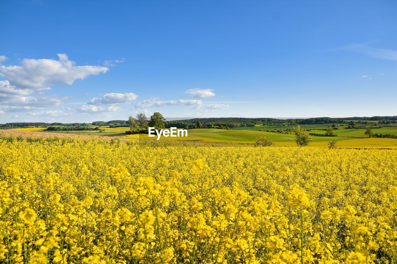 Scenic view of oilseed rape field against sky