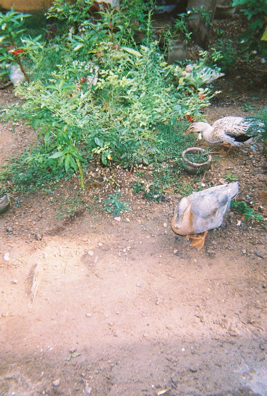 HIGH ANGLE VIEW OF SHEEP ON FIELD