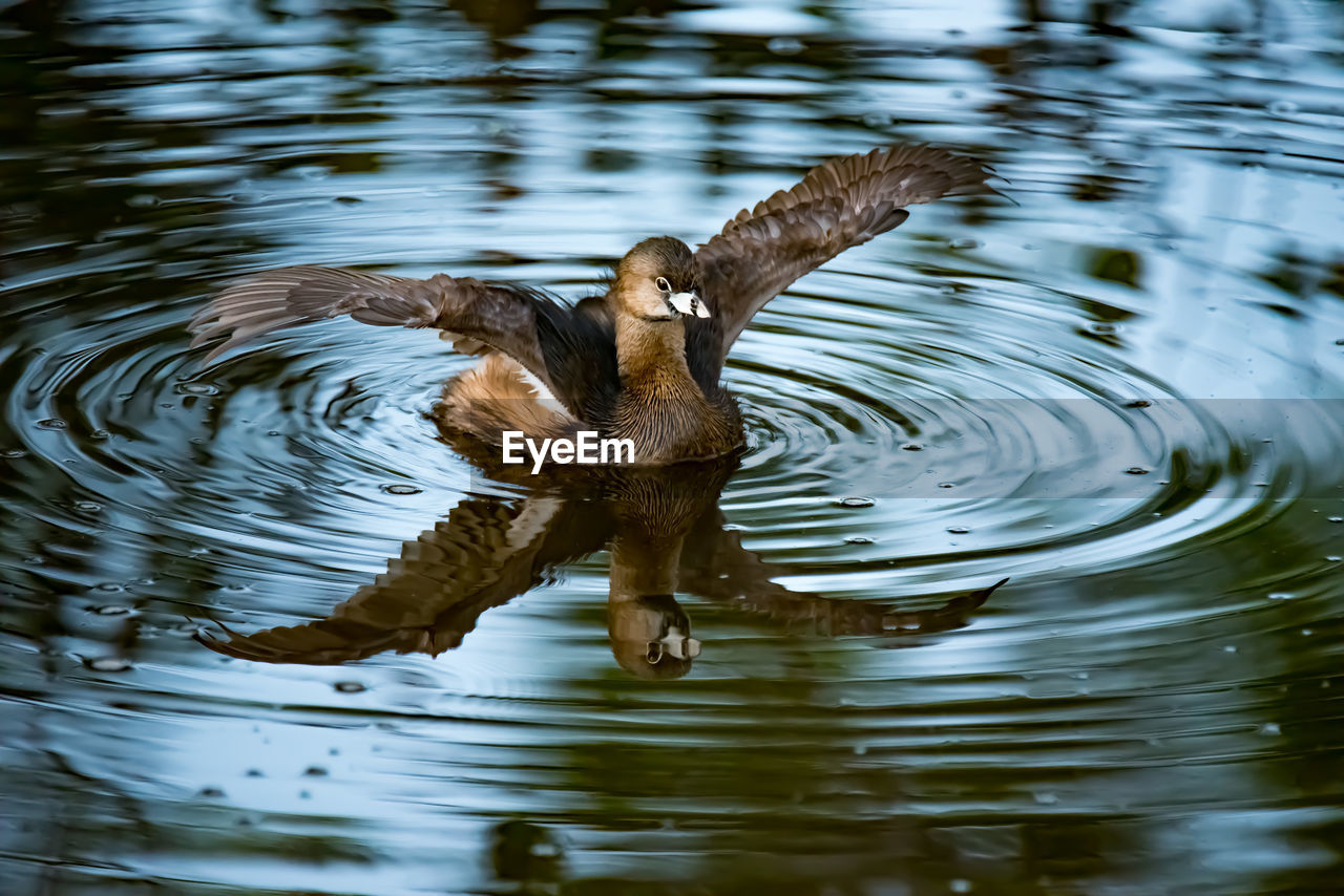 Duck swimming in lake