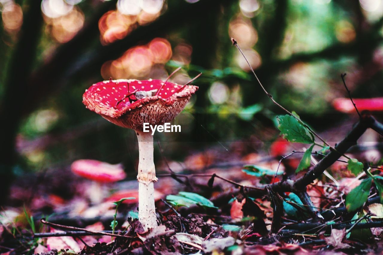 Close-up of fly on mushroom