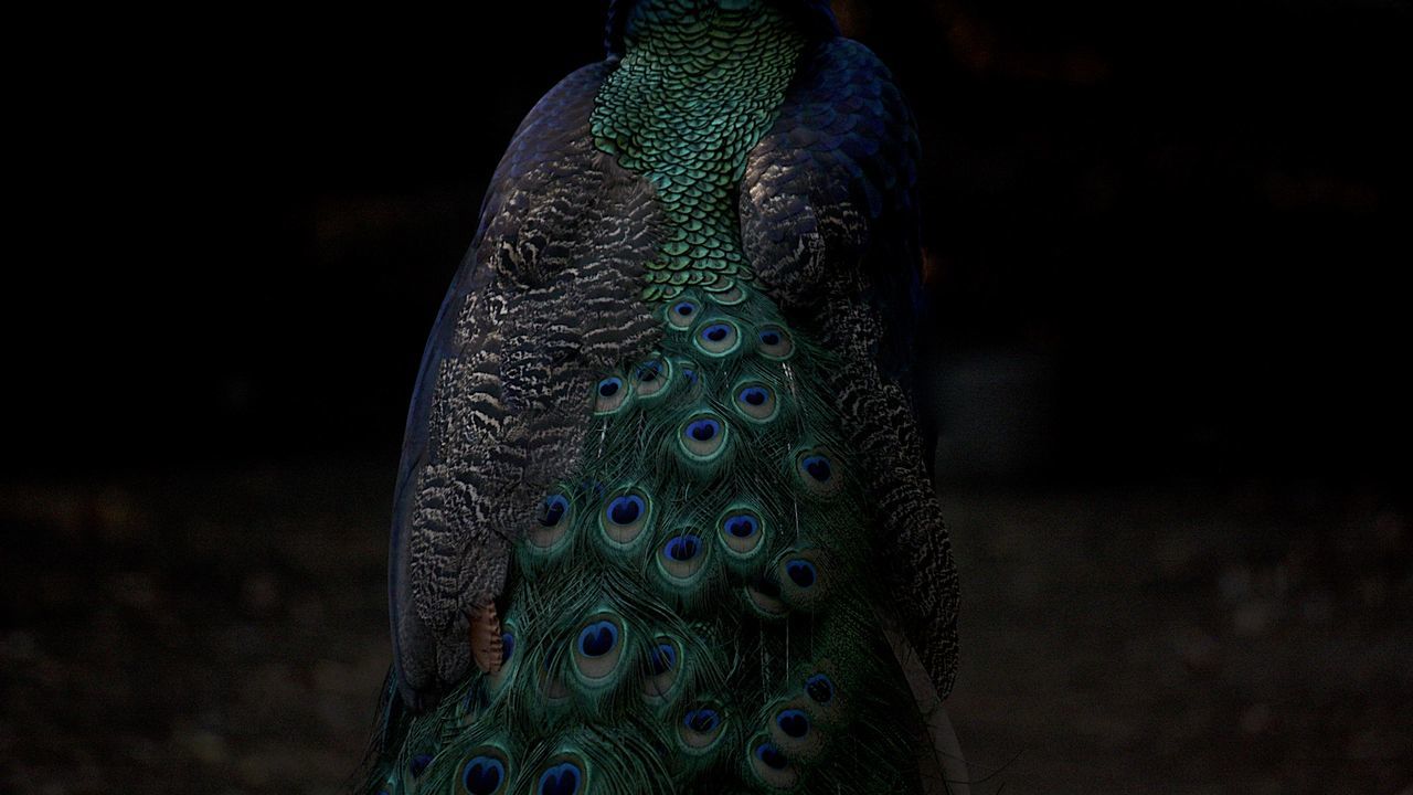 Close-up of peacock