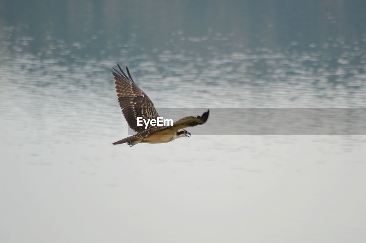 CLOSE-UP OF BIRD FLYING AGAINST WATER