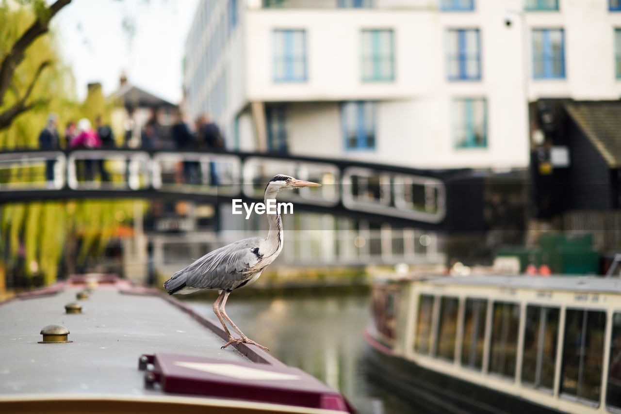 Heron perching on boat