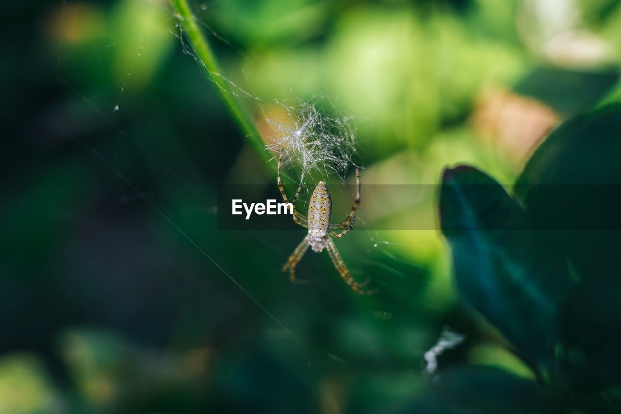 Close-up of spider on web