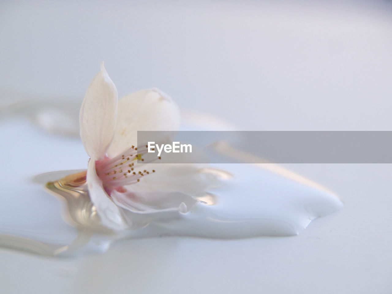 CLOSE-UP OF WHITE FLOWER IN CONTAINER OVER GLASS