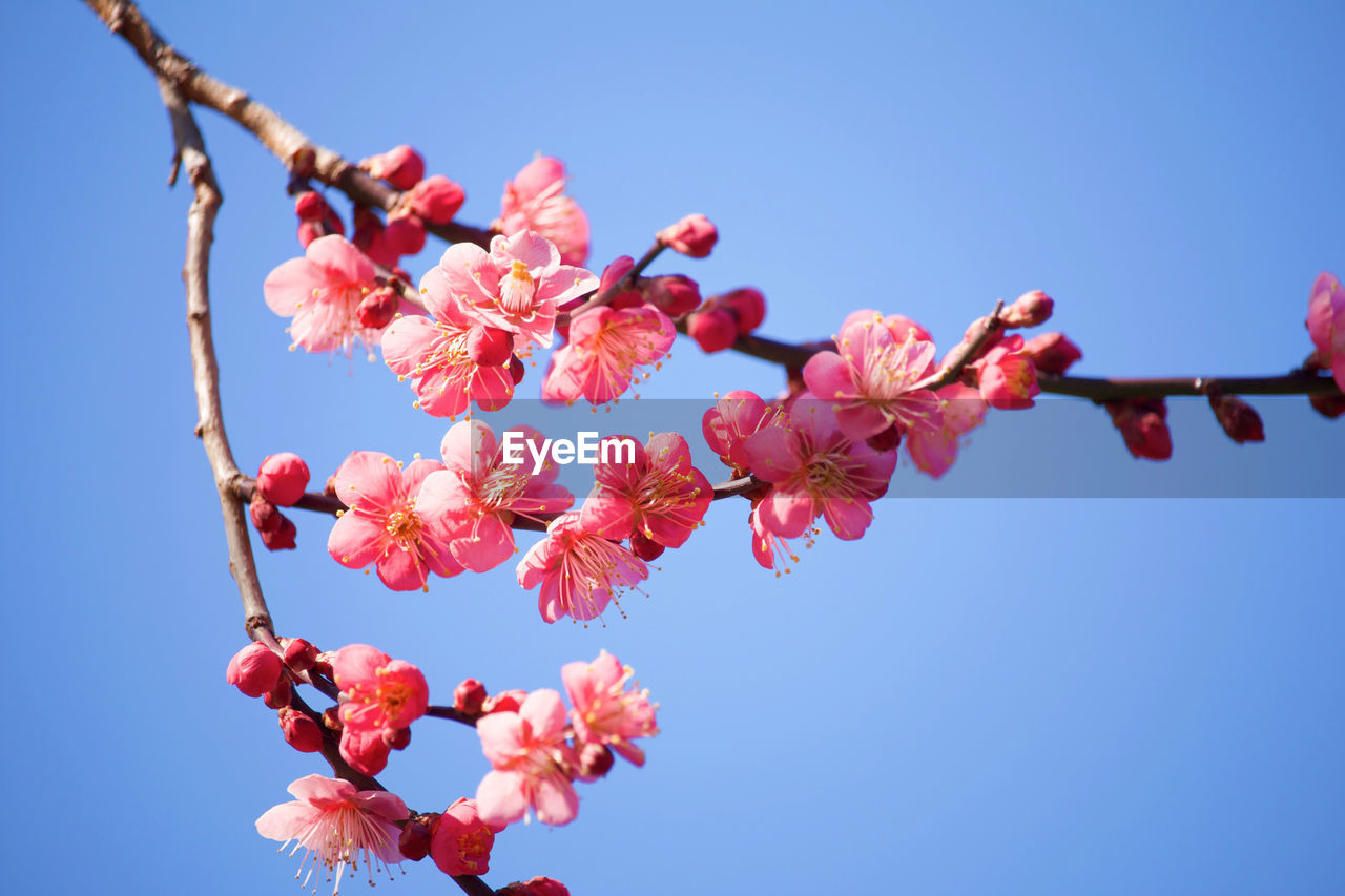 Low angle view of cherry blossoms against sky