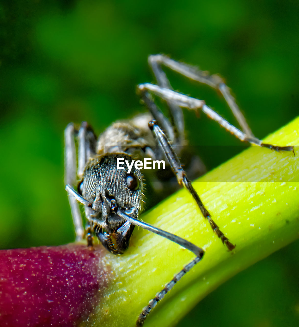 CLOSE-UP OF SPIDER ON WEB