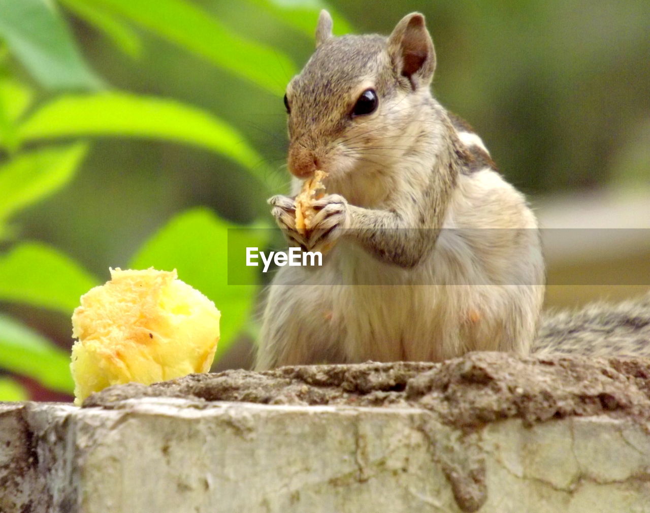 Close-up of squirrel eating on retaining wall