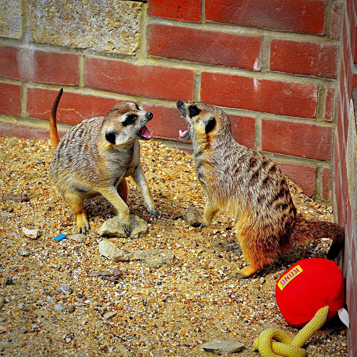 High angle view of lemurs fighting on sand by brick wall