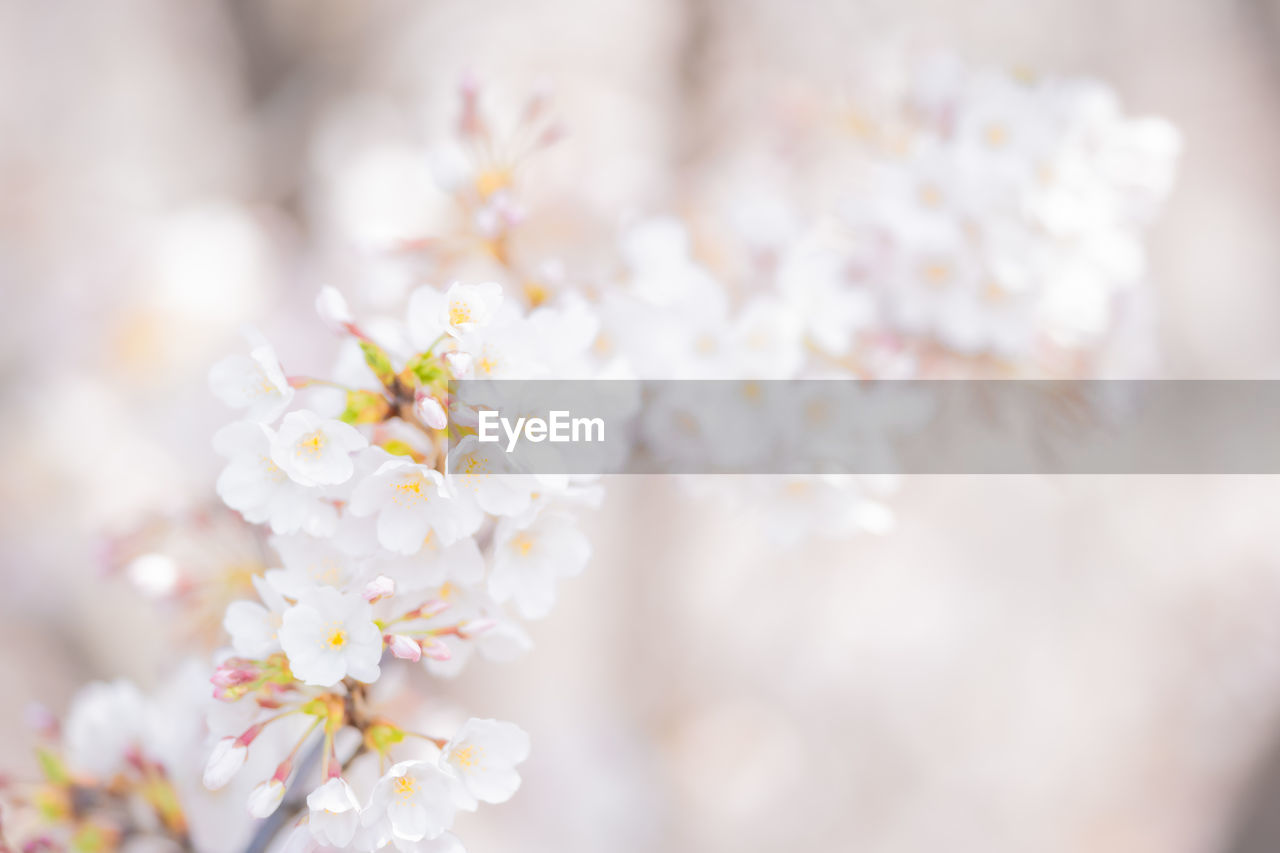 CLOSE-UP OF WHITE CHERRY BLOSSOM TREE