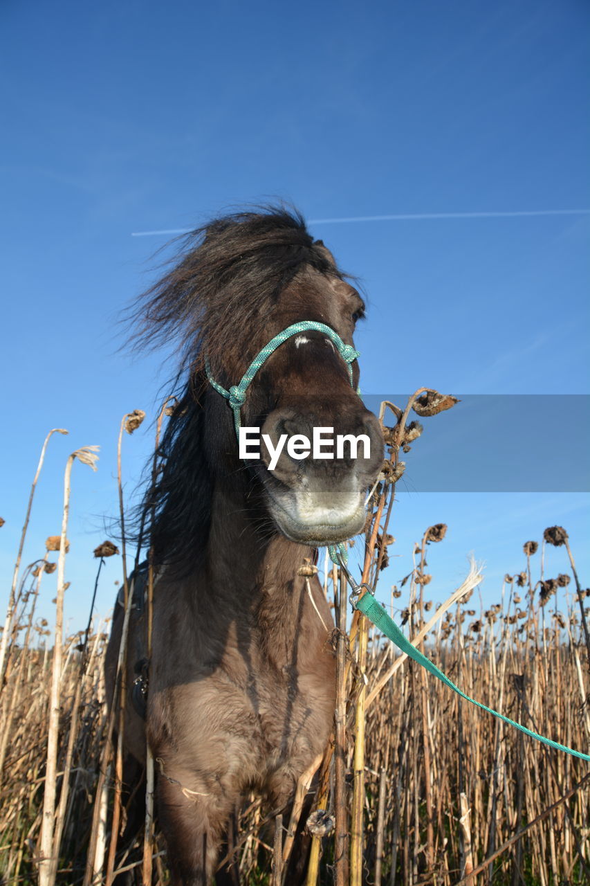 Close-up of horse amidst dried sunflowers against clear sky