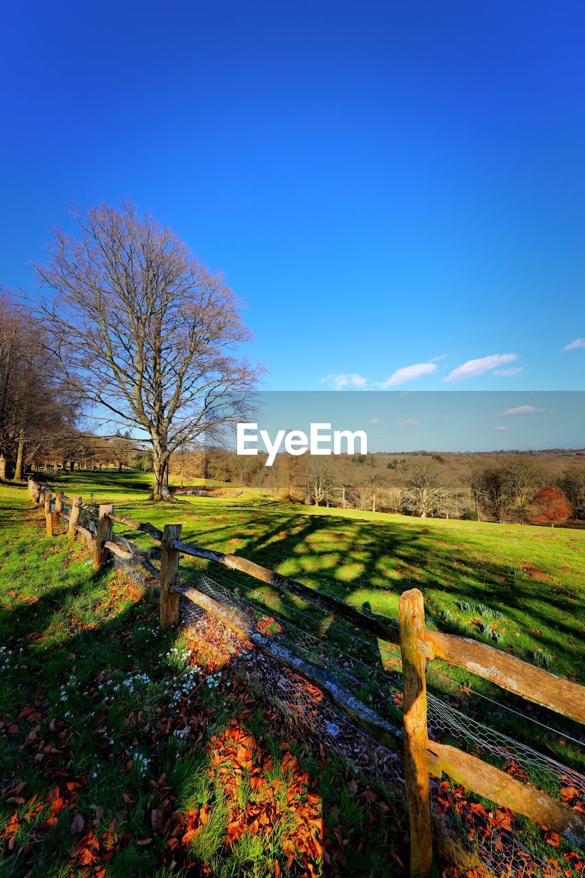 TREES ON FIELD AGAINST BLUE SKY