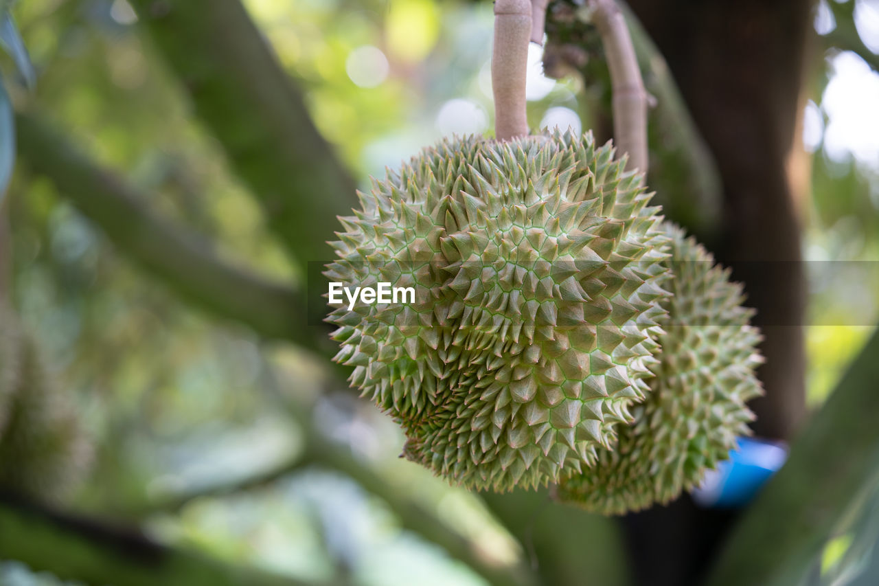 Durian on tree in garden