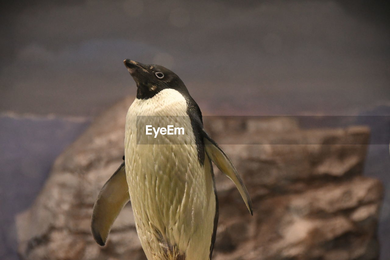 animal themes, animal, bird, animal wildlife, wildlife, beak, one animal, close-up, nature, focus on foreground, no people, penguin, outdoors, day, perching, wing