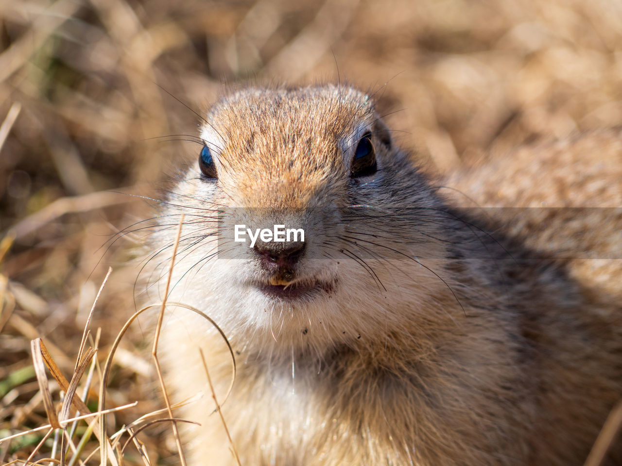 animal themes, animal, animal wildlife, one animal, whiskers, mammal, wildlife, prairie dog, squirrel, portrait, rodent, no people, nature, looking at camera, close-up, animal body part, outdoors, cute, day, animal hair, front view, animal head