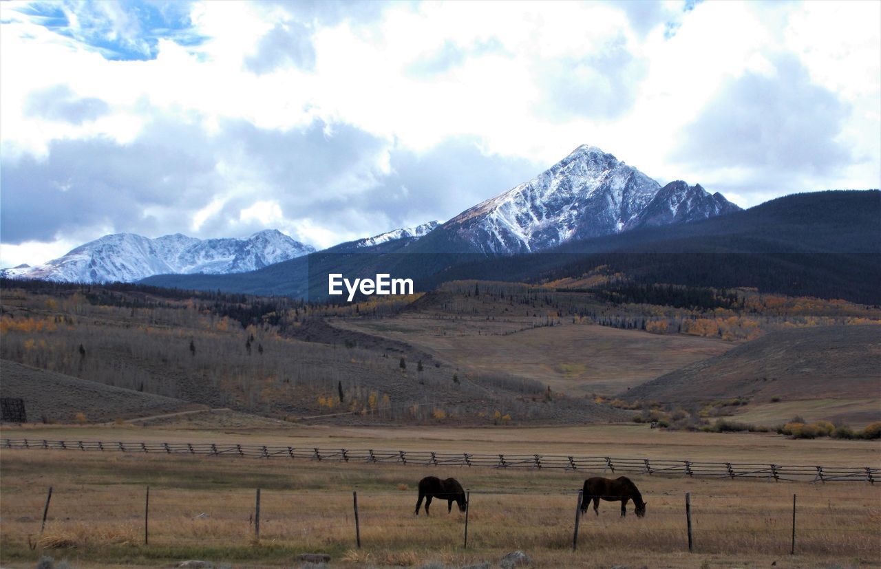 A snowy mountain in colorado with horses in foreground