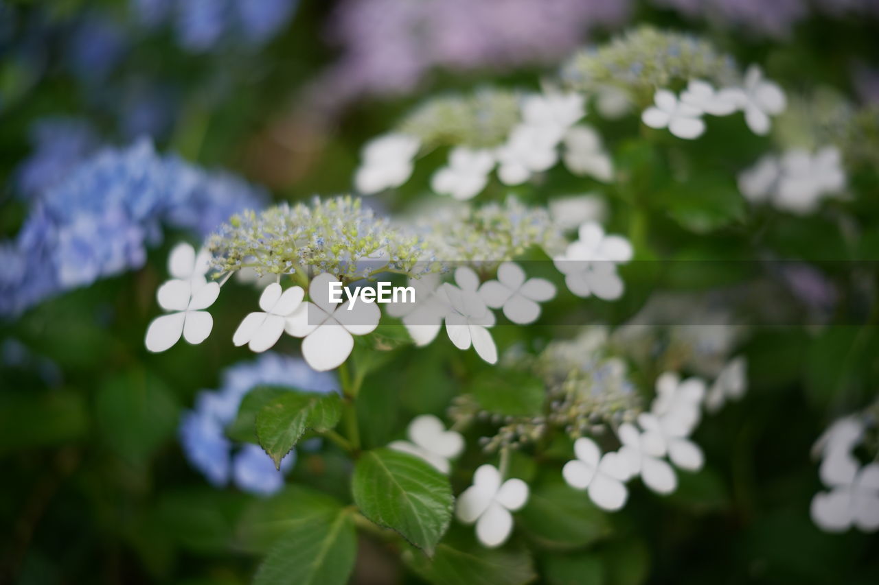 CLOSE-UP OF PURPLE FLOWERING PLANT
