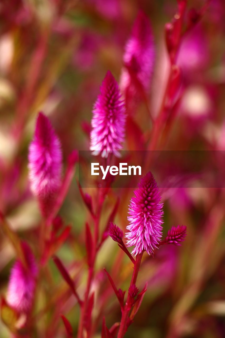 CLOSE-UP OF CONEFLOWER BLOOMING OUTDOORS