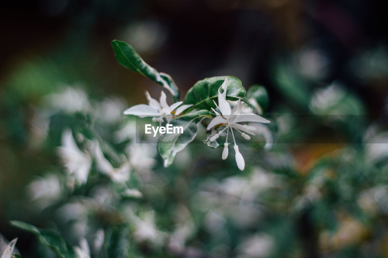 Close-up of white flowering plant