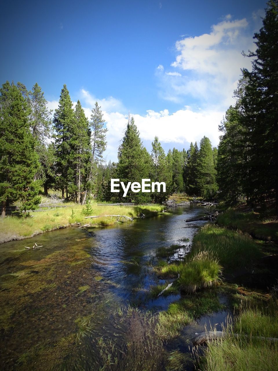 SCENIC VIEW OF RIVER AMIDST TREES IN FOREST