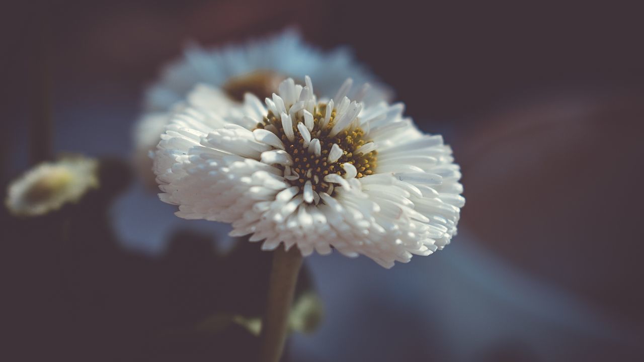 Close-up of white flower blooming outdoors