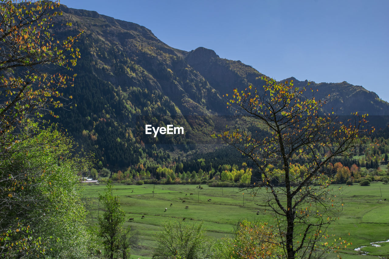 SCENIC VIEW OF FIELD BY TREES AGAINST SKY