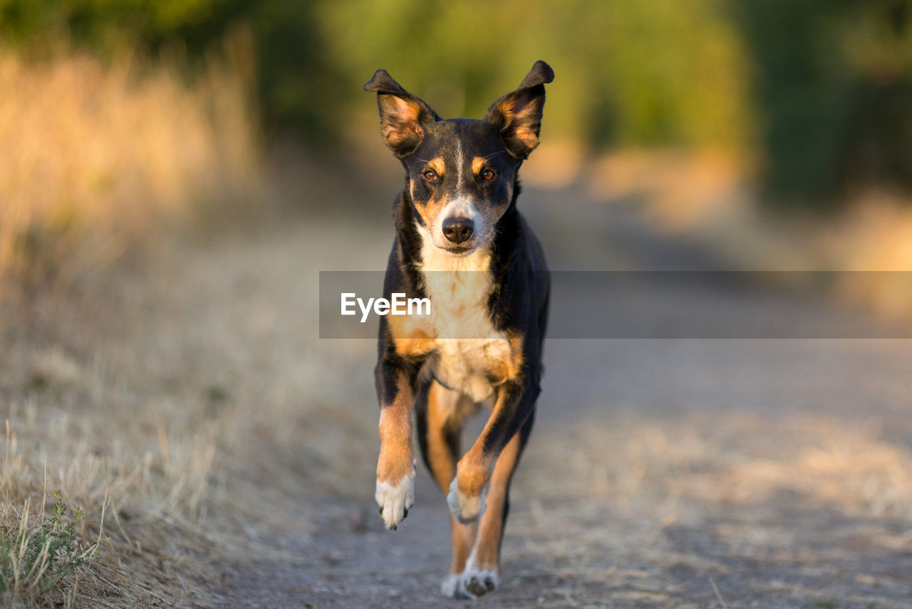 dog, animal themes, one animal, animal, mammal, pet, canine, domestic animals, running, portrait, looking at camera, no people, motion, nature, carnivore, outdoors, day, full length, sunlight, purebred dog, front view, grass