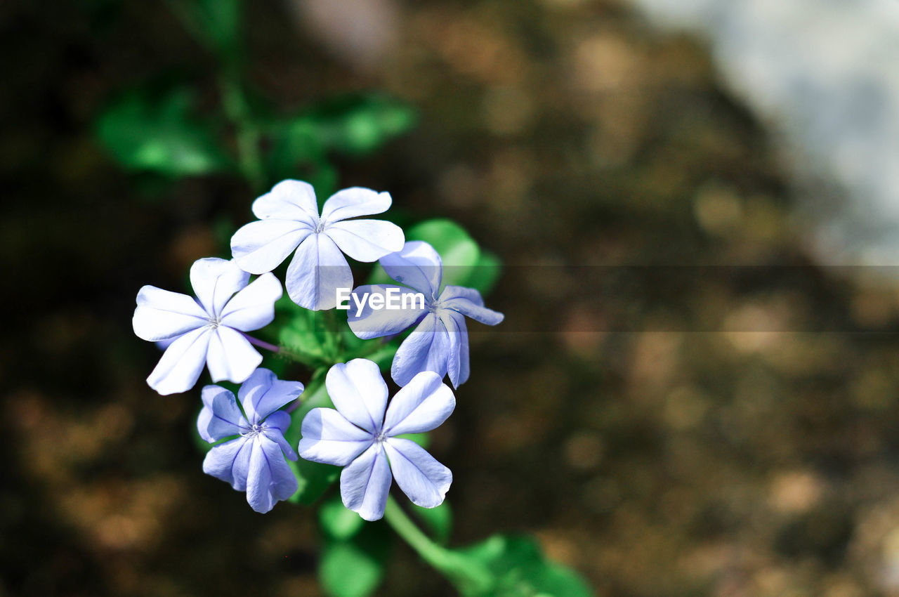 CLOSE-UP OF FRESH WHITE FLOWERS BLOOMING OUTDOORS