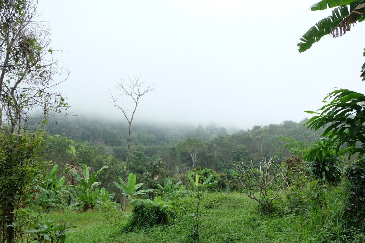 TREES ON FIELD