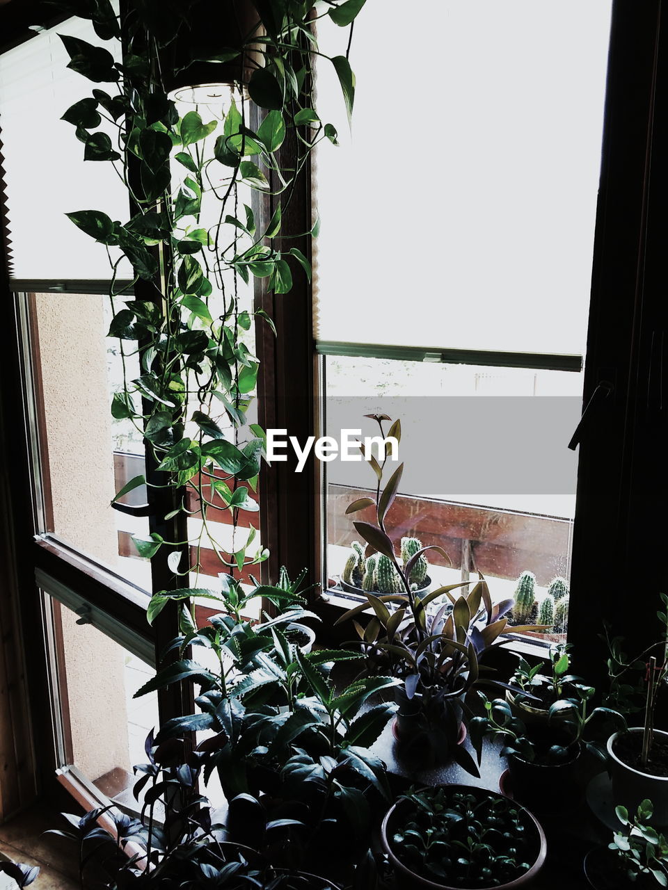 Variety of potted plants by glass window