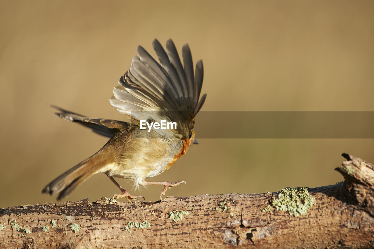 animal themes, animal, bird, animal wildlife, wildlife, one animal, nature, flying, full length, sparrow, focus on foreground, no people, beak, motion, close-up, side view, songbird, spread wings, surface level, house sparrow, outdoors, day, branch, beauty in nature, sunbeam, animal body part, sunlight, eating, copy space, tree, wing