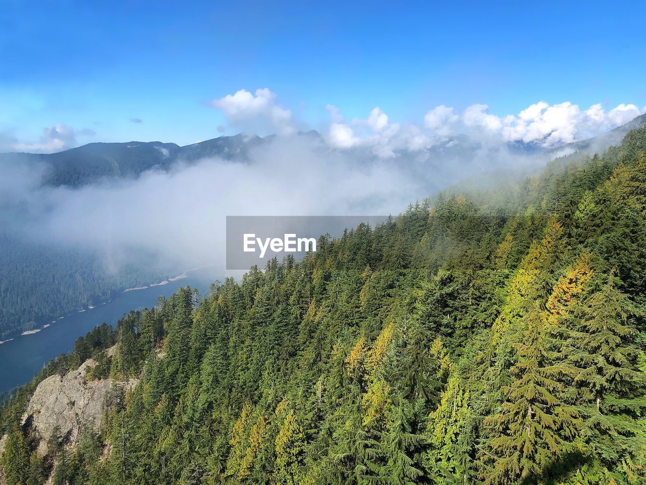 Scenic view of forest against sky