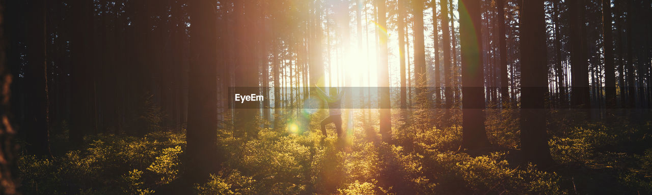 Panoramic view of man standing with sunlight streaming through trees in forest