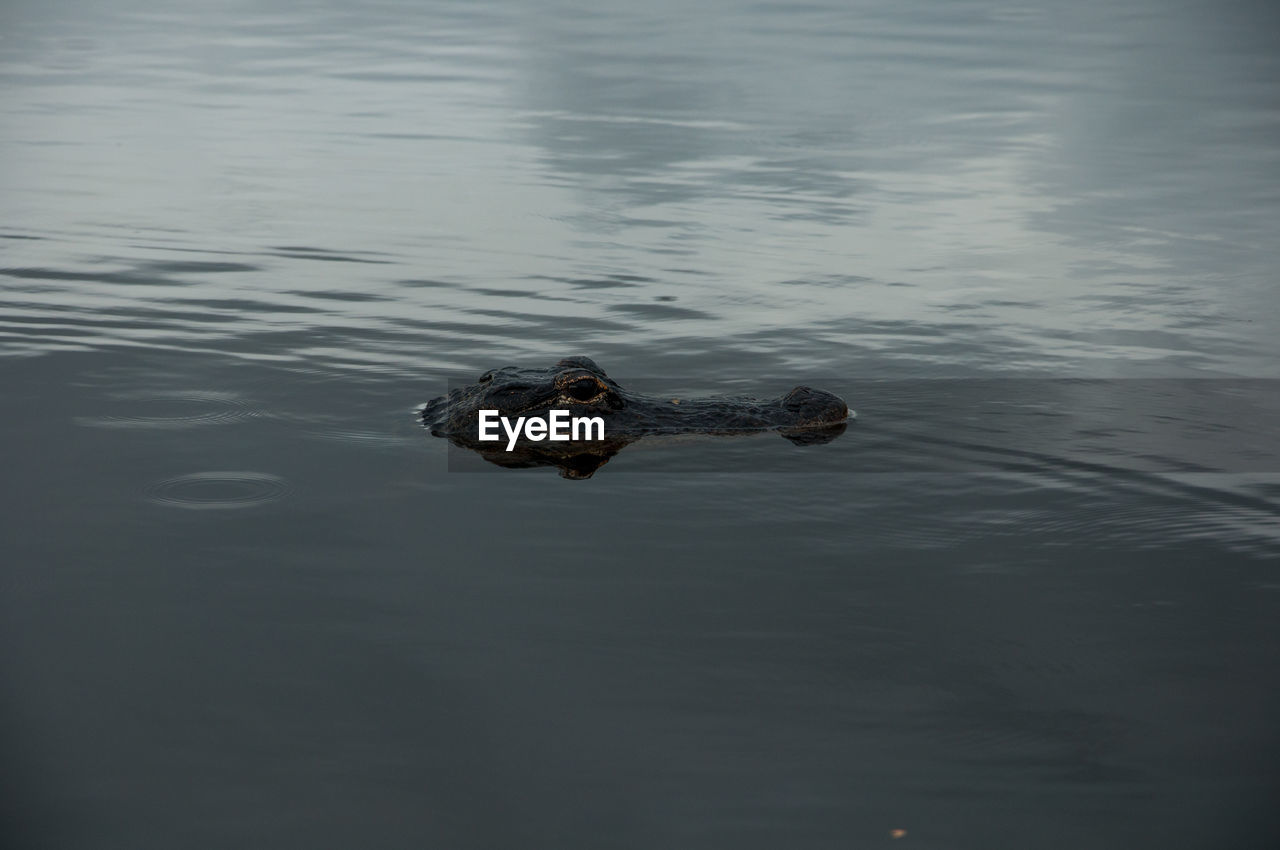 Close-up of crocodile in water