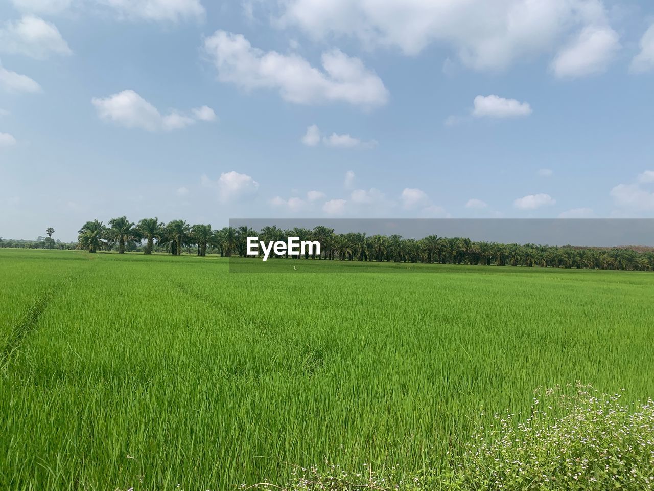 Scenic view of agricultural field against sky