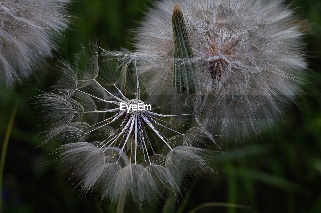 CLOSE-UP OF DANDELION AGAINST WHITE FLOWERS